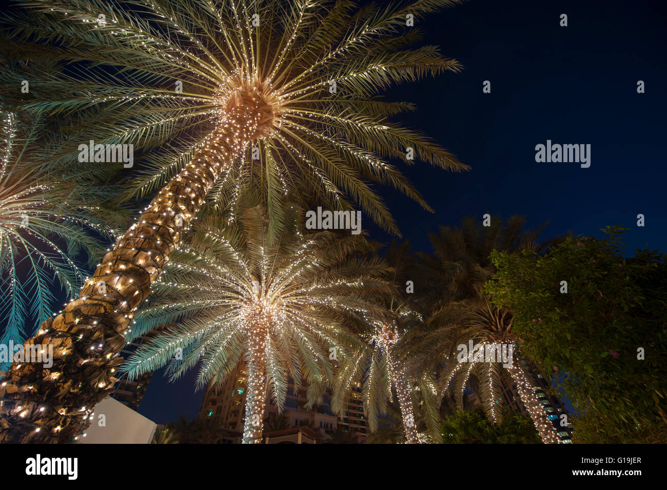 Lighted palm tree hires stock photography and images Alamy