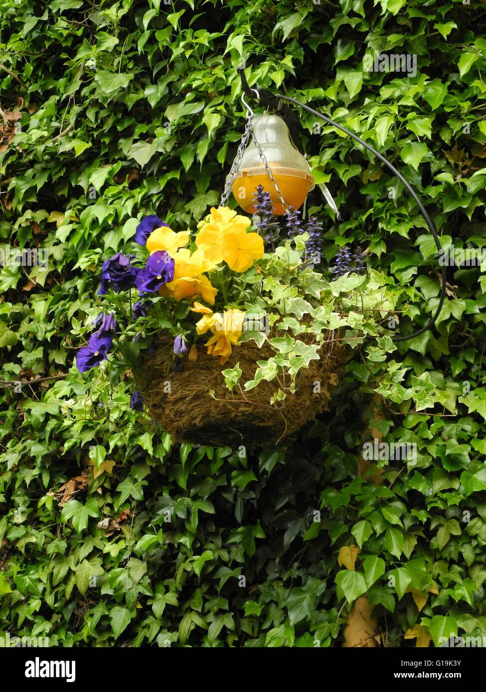 Hanging basket outside the Falklands arms Great Tew Estate Cotswold Stock Photo