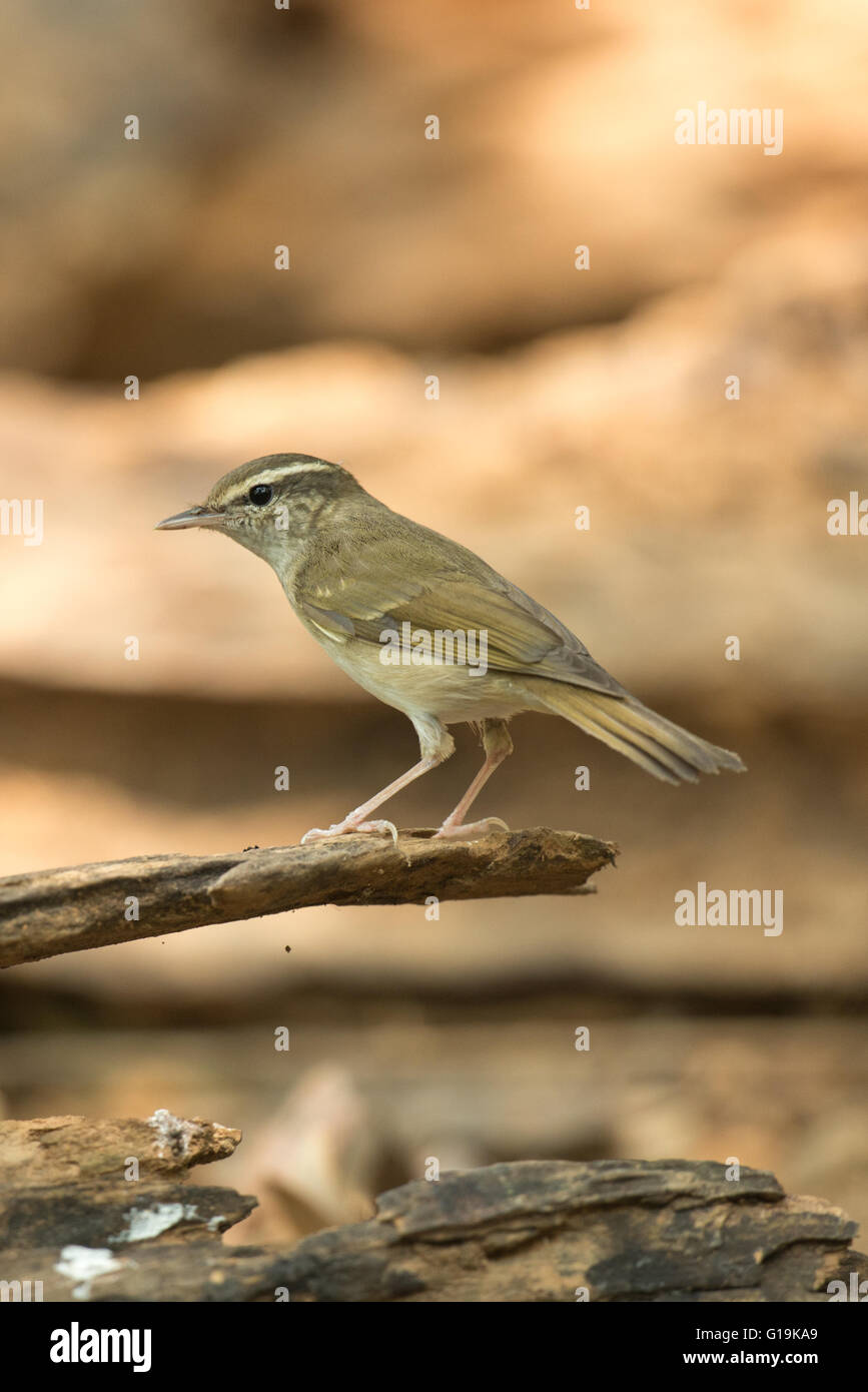 The pale-legged leaf warbler (Phylloscopus tenellipes) is a species of Old World warbler in the Phylloscopidae family. Stock Photo