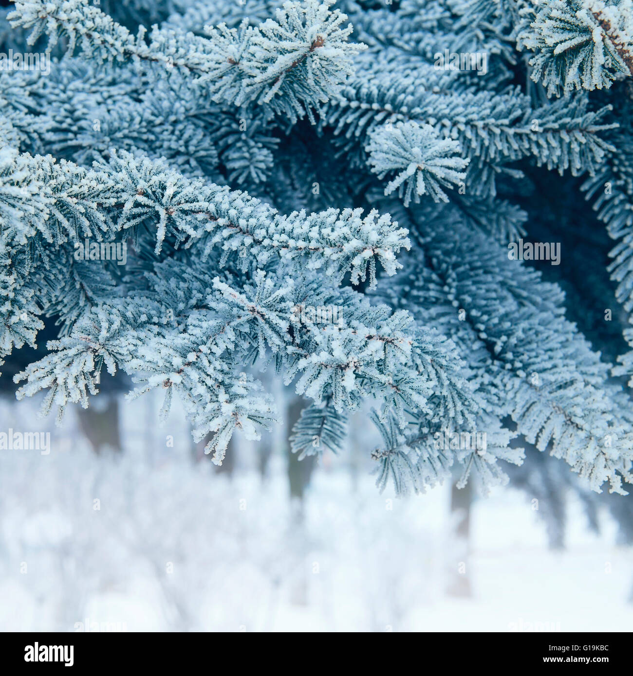 Christmas tree background snowy Stock Photo - Alamy