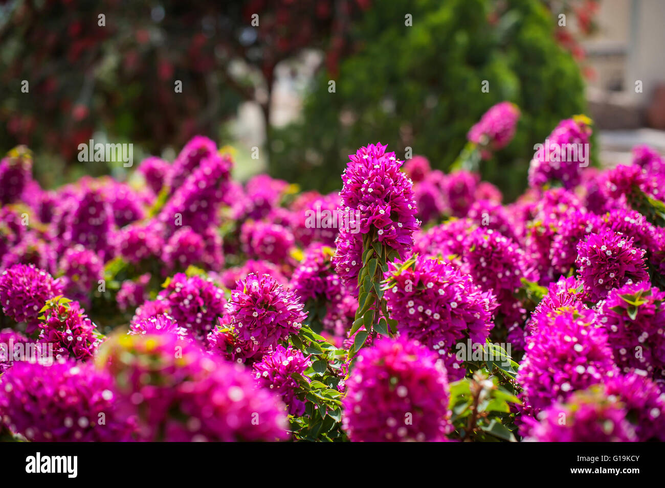 Beautiful exotic purple white hi-res stock photography and images - Alamy