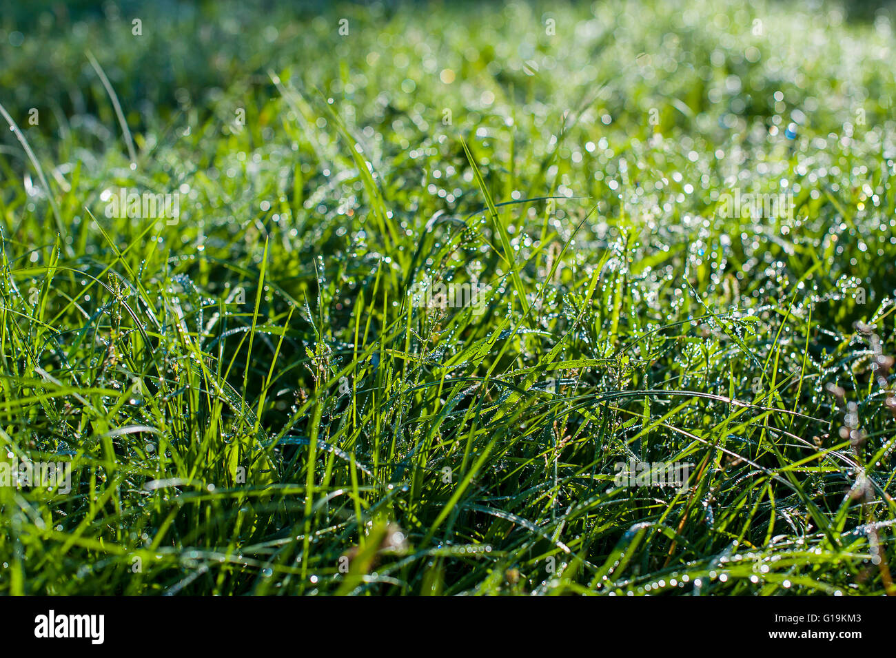 drops of dew on a green grass Stock Photo