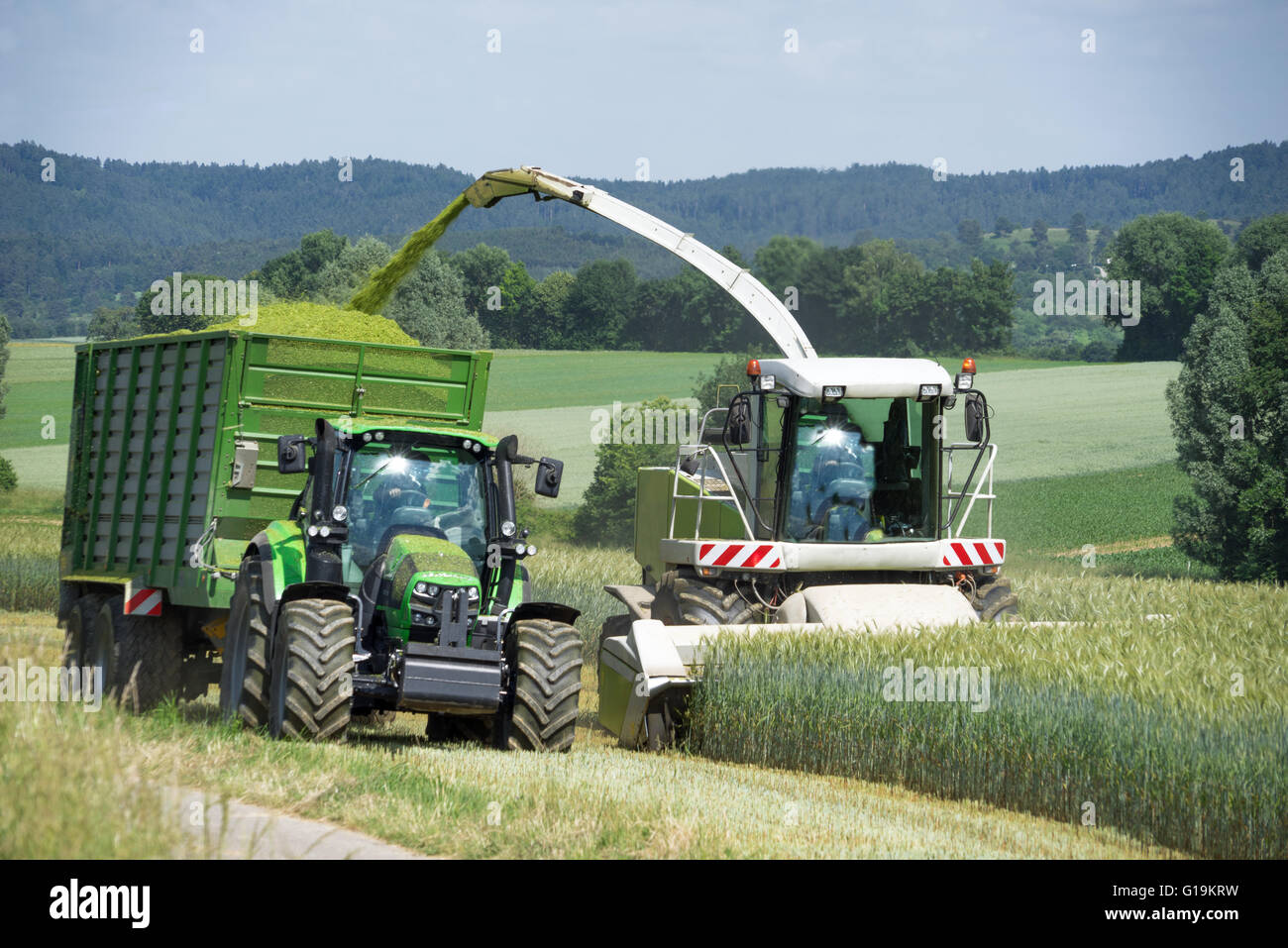 Forage harvester during harvesting of whole crop silage Stock Photo