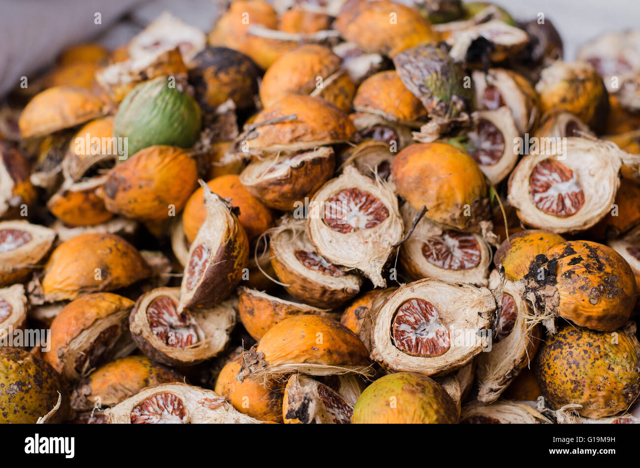 Dried Betel nut, Areca catechu, Areca Nut background, selective focus