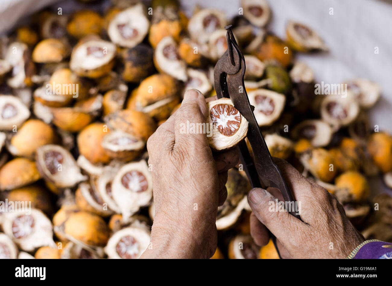 View of an old woman hand holding a betel nut or areca nut on blurred betel nuts background, Stripping tool for betel nut, Sciss Stock Photo