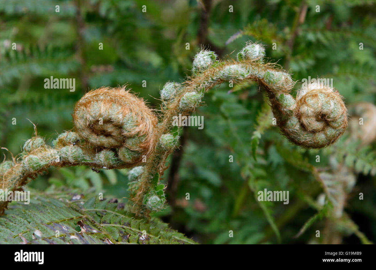Blechnum Species Fern Leaves Unfurling Stock Photo