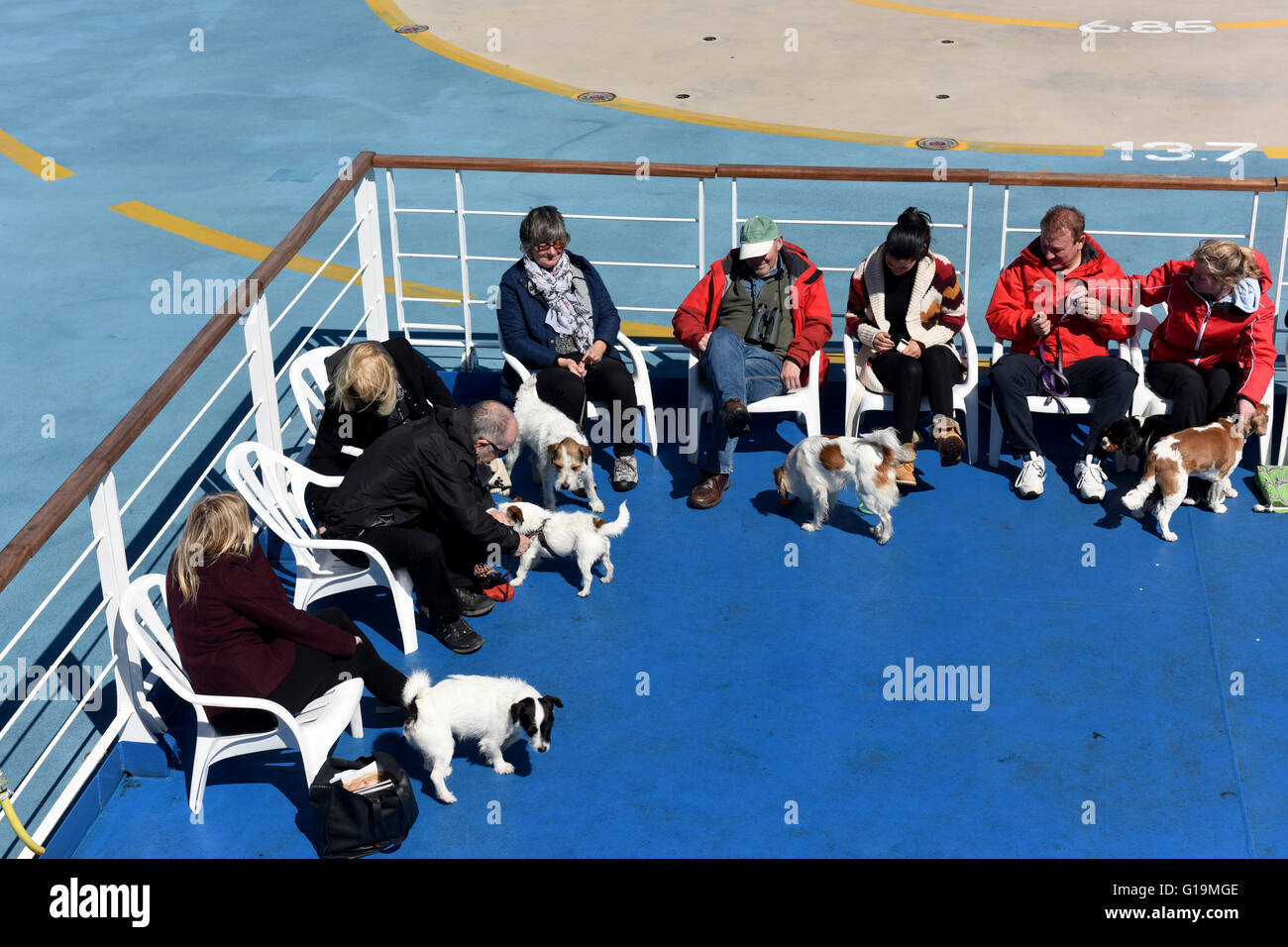 ferry travel with dogs