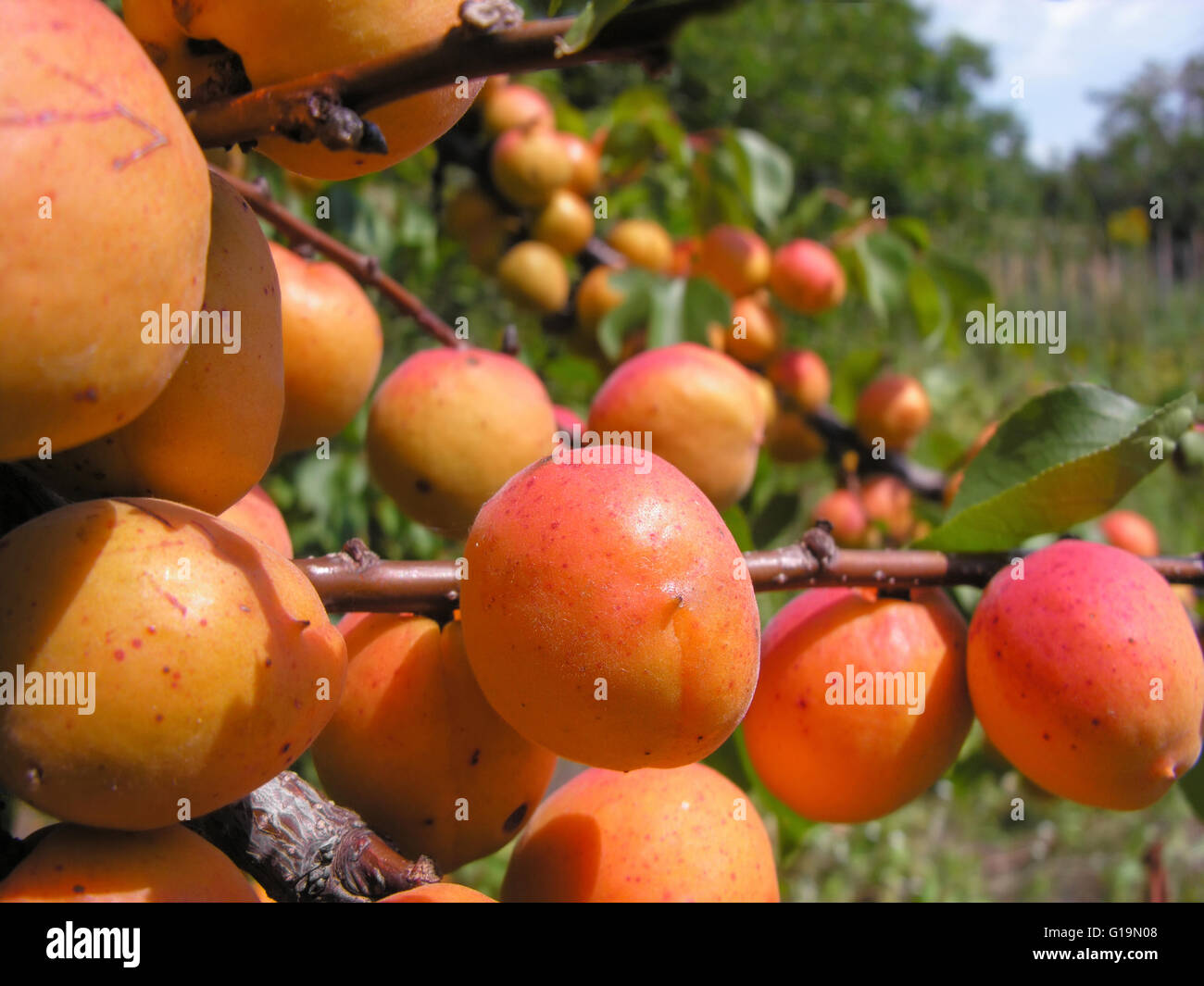 Aprocot Ripe close-up of the ripe apricots Stock Photo - Alamy