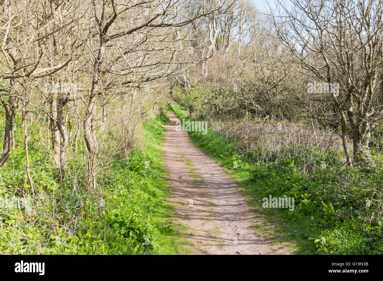 Pembrokeshire Coastal Path running through trees near Milford Haven Stock Photo