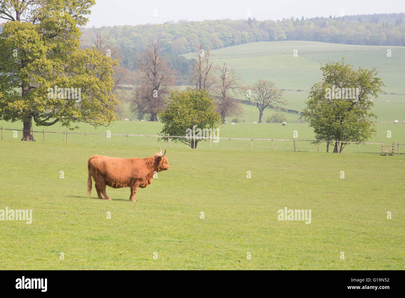 Bull in a large field Stock Photo