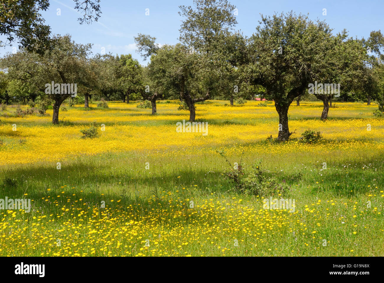 Meadow flowers and oak trees in a Spanish landscape in the spring