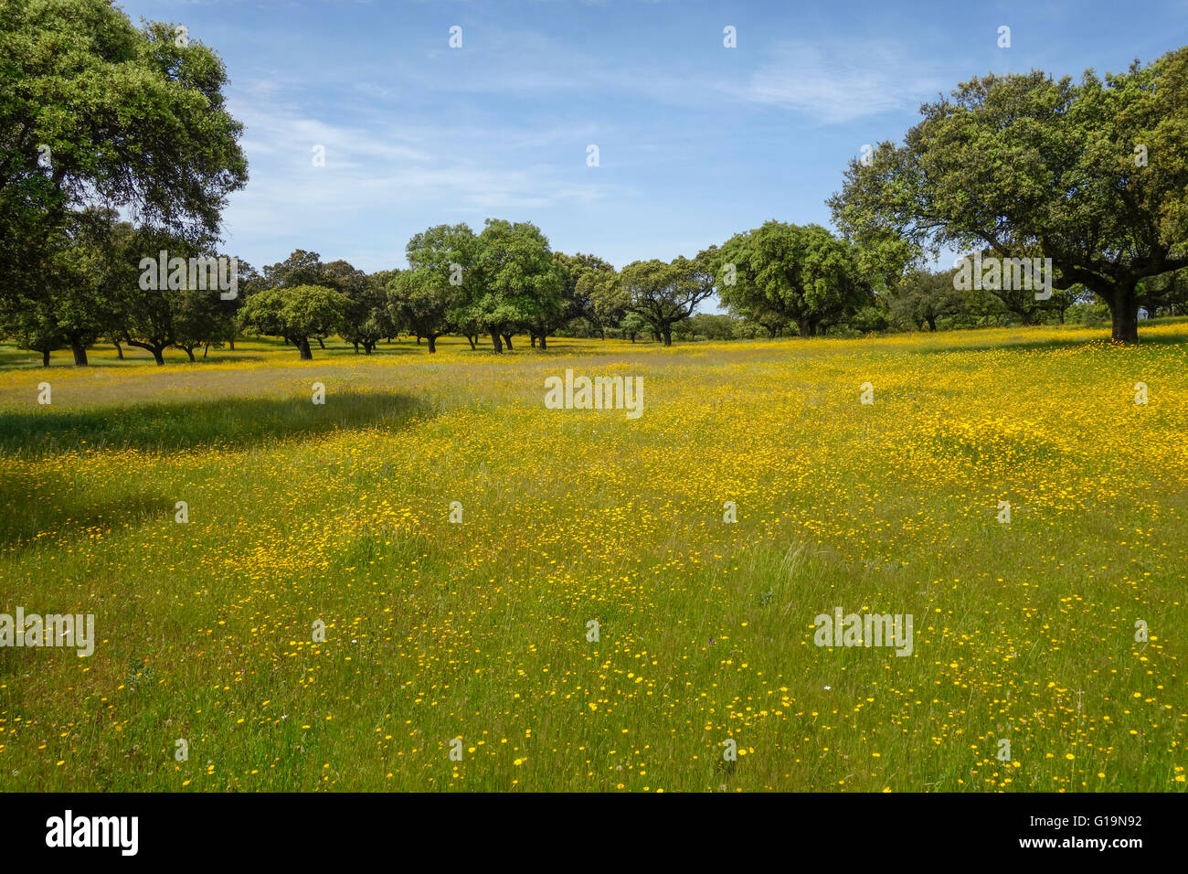 Meadow flowers and oak trees in a Spanish landscape in the spring