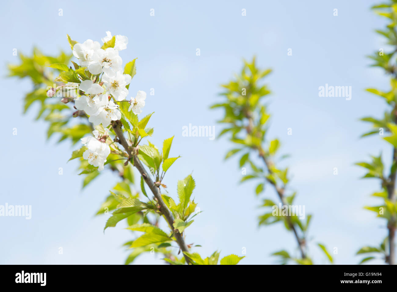 white blossom against a blue sky Stock Photo - Alamy