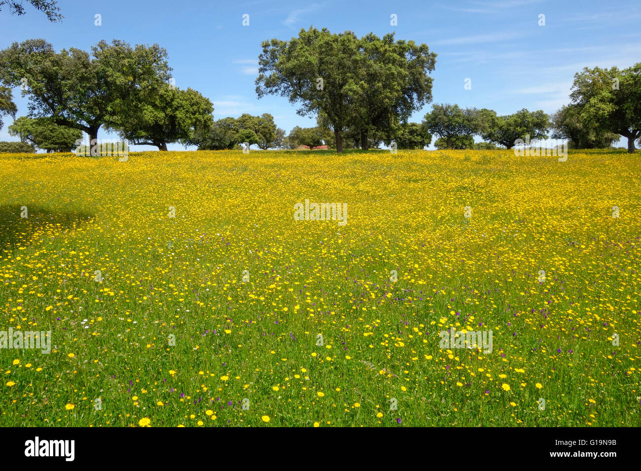 Meadow flowers and oak trees in a Spanish landscape in the spring