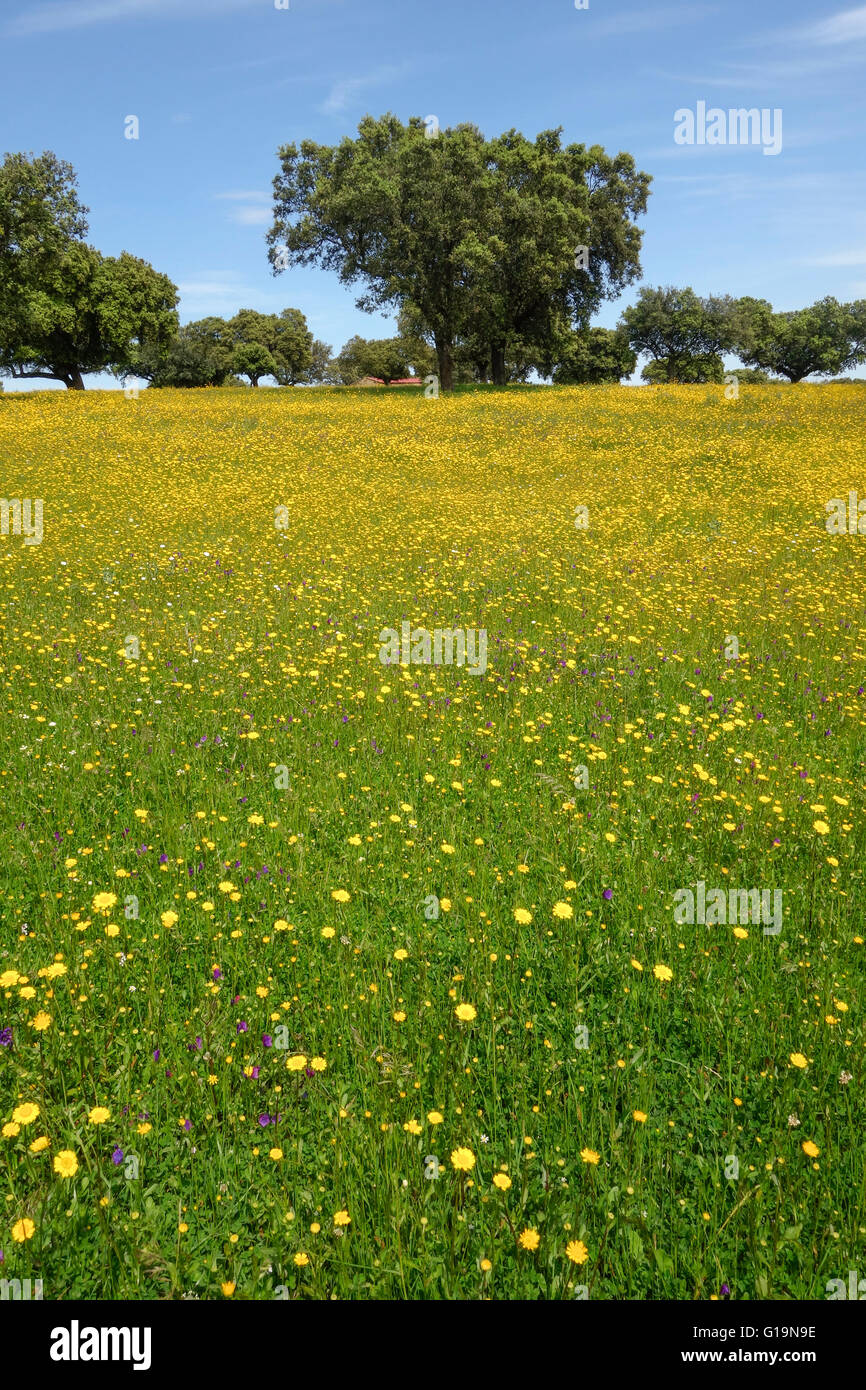 Meadow flowers and oak trees in a Spanish landscape in the spring