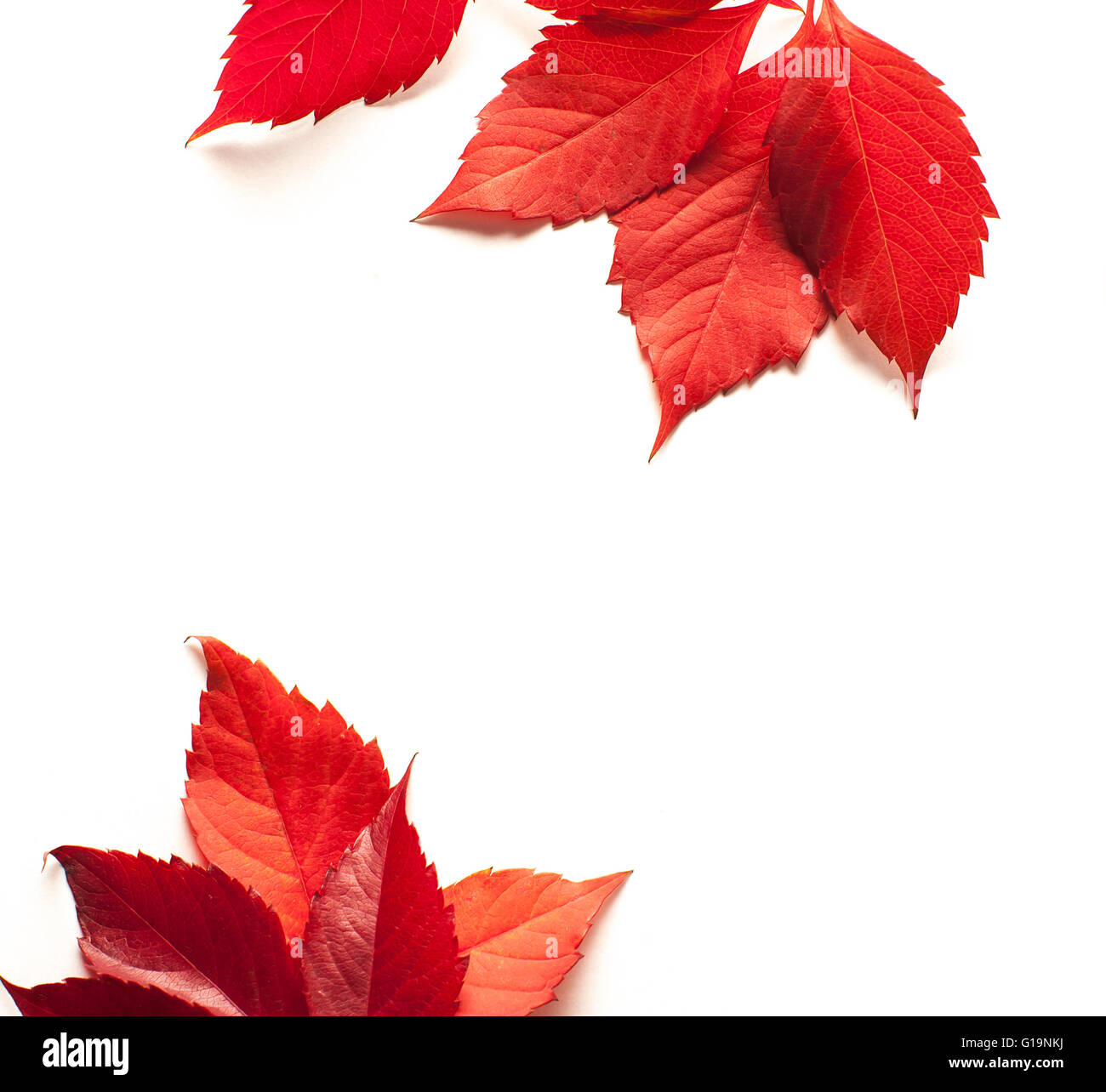 autumn maple leaf isolated on white background Stock Photo - Alamy