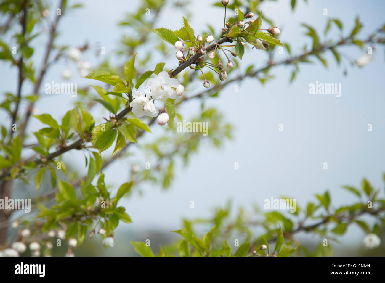 White blossom against a blue sky Stock Photo - Alamy