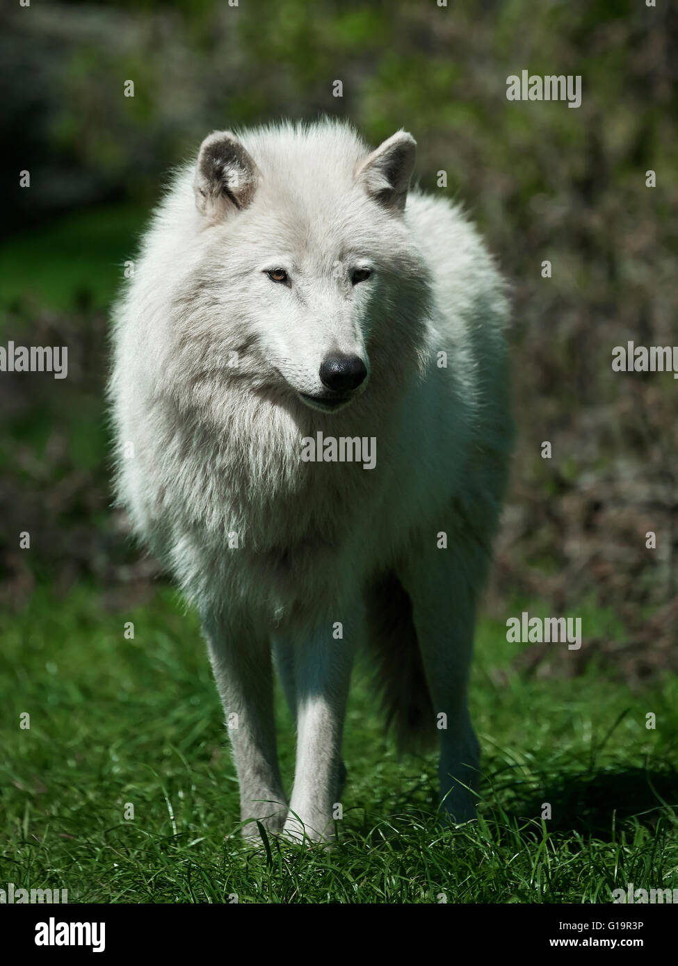 Arctic wolf standing in grass in its habitat Stock Photo Alamy