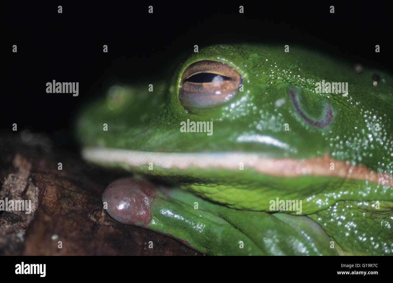 Wildlife : Green Tree Frog. (Litoria caerulea). Stock Photo