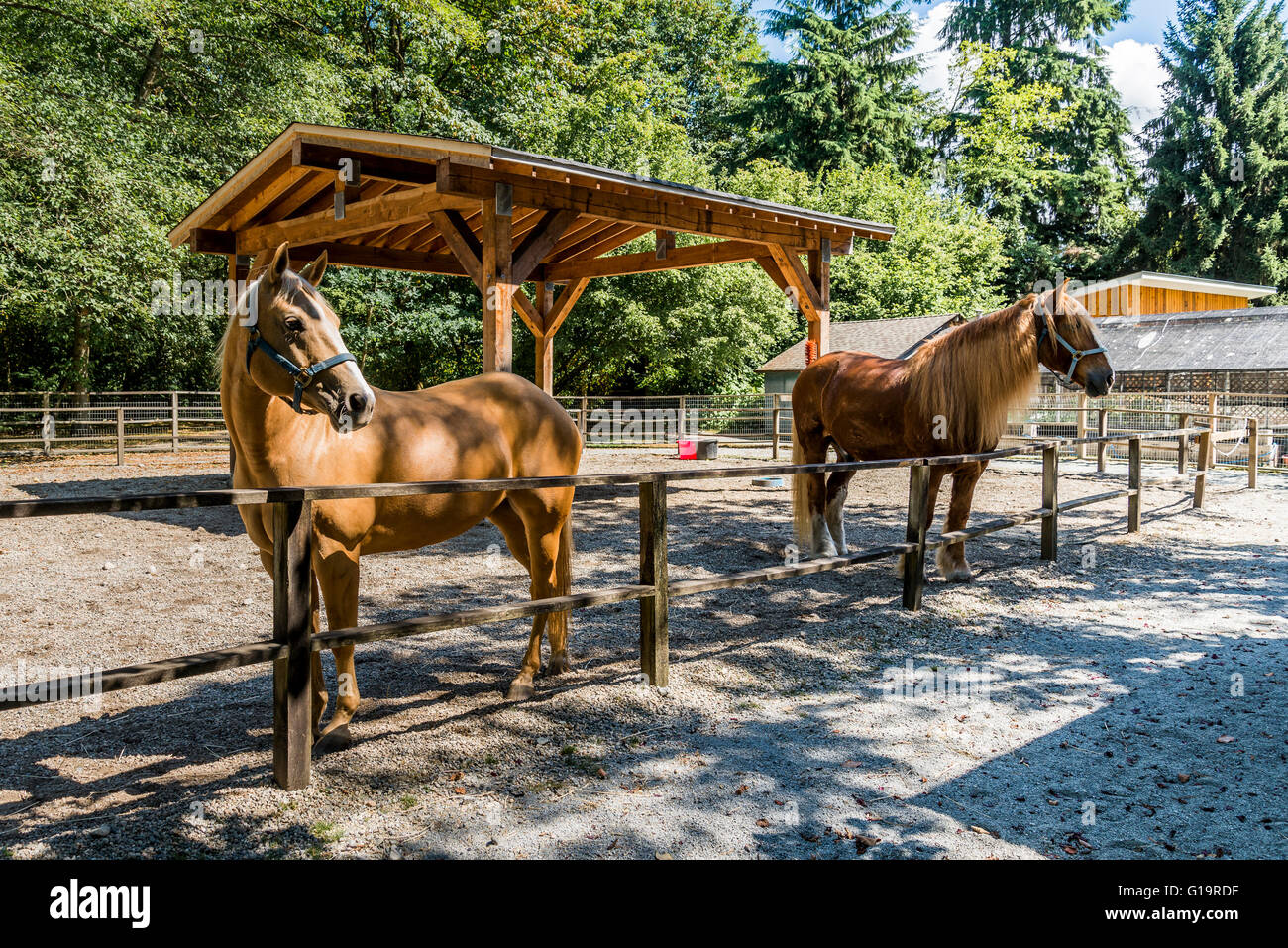 Belgian Draft Horses Maplewood Farm, N. Vancouver, British Columbia, Canada Stock Photo Alamy