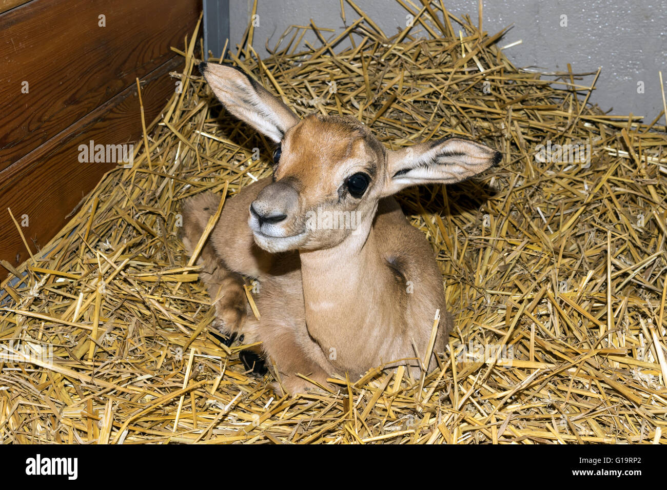 Bébé gazelle top