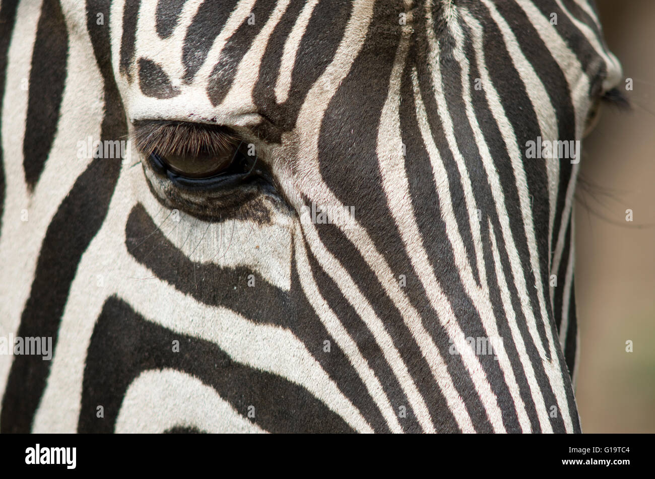 Close-up of a zebra's eye - zebra face, zebra profile. Stock Photo