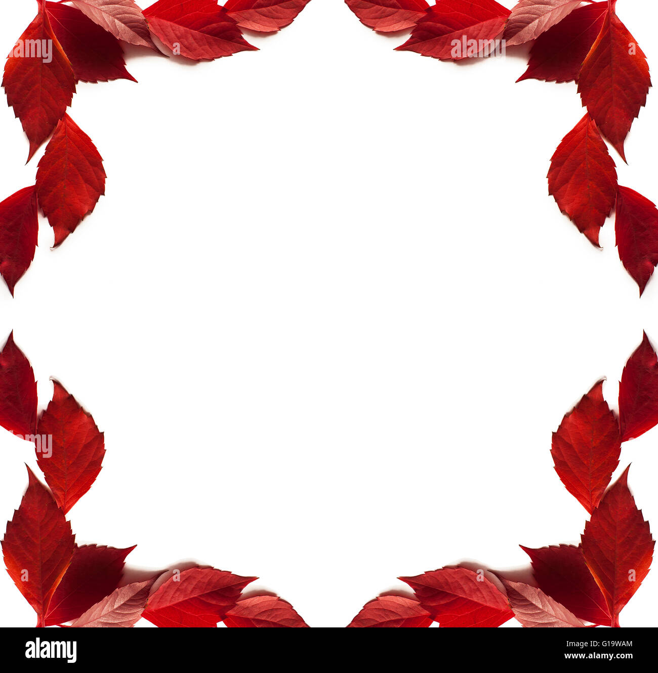 Autumn leaves on a white background Stock Photo - Alamy