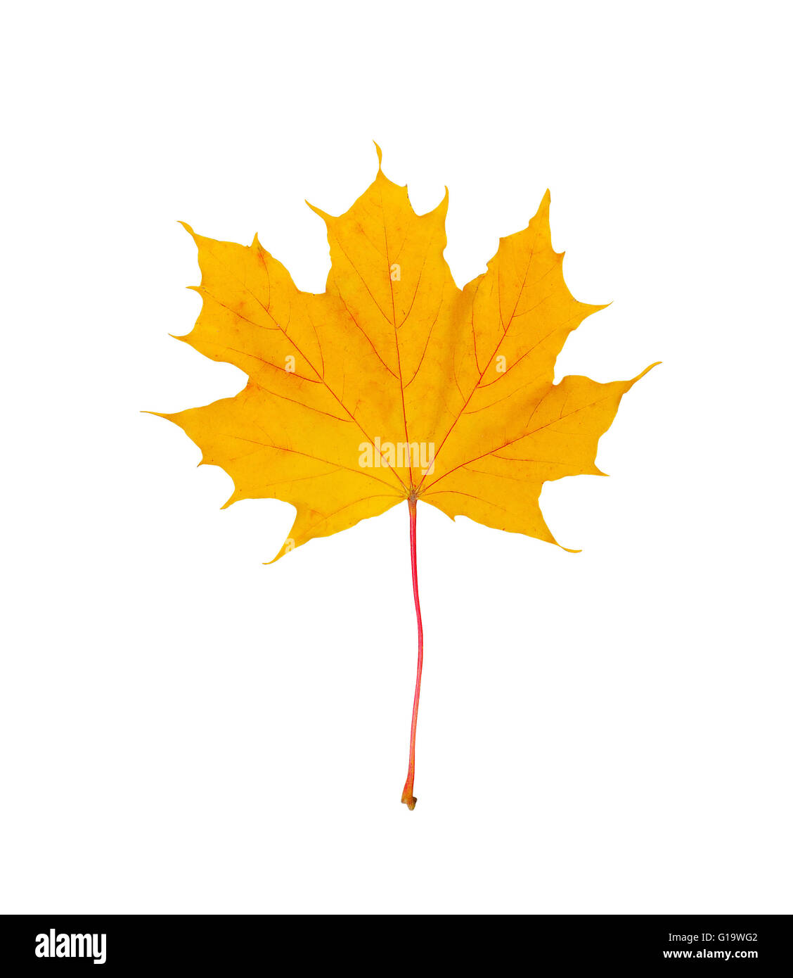 Maple yellow leaf Cut Out Stock Images & Pictures - Alamy