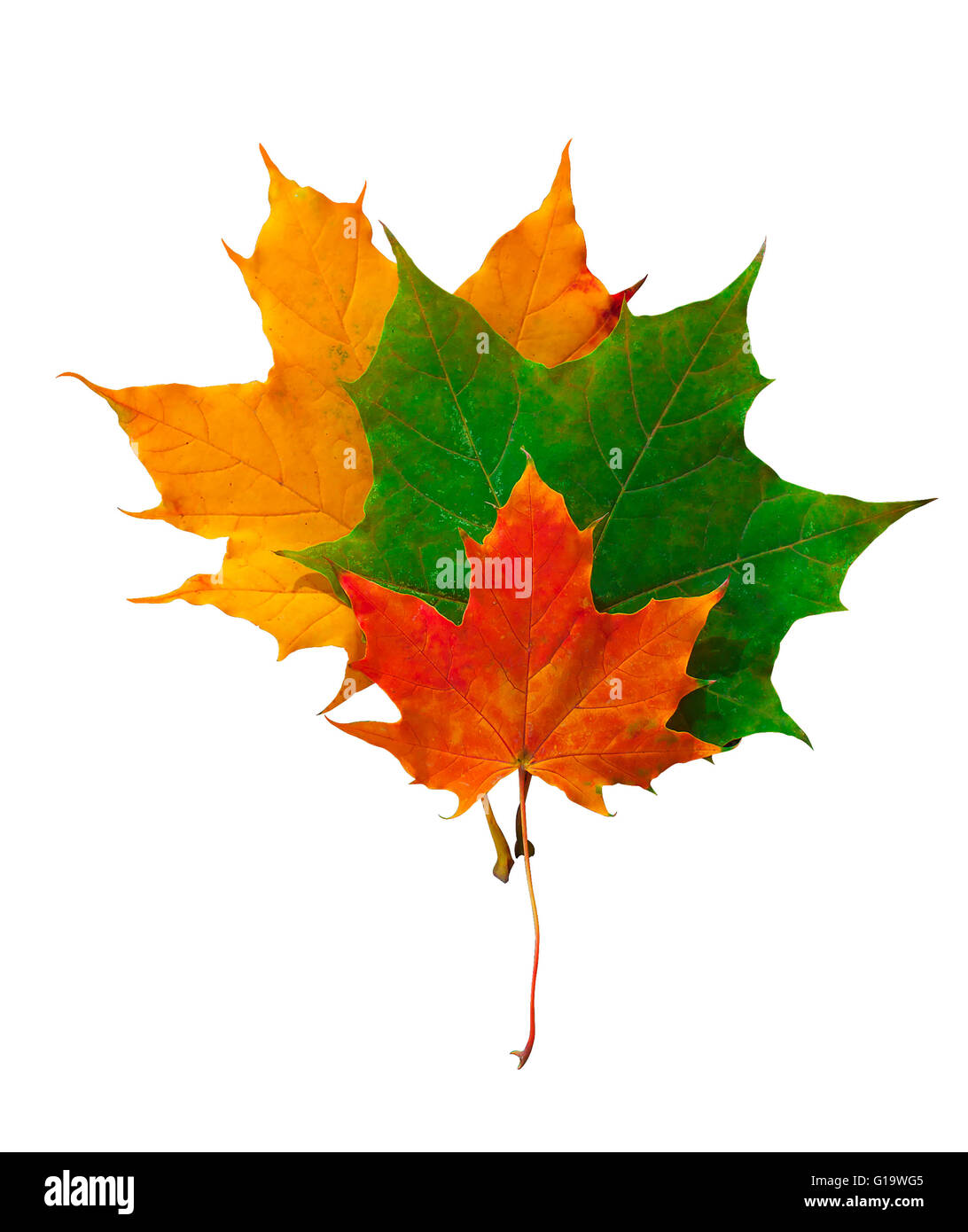 Autumn leaves yellow, red and green carved on a white background Stock Photo