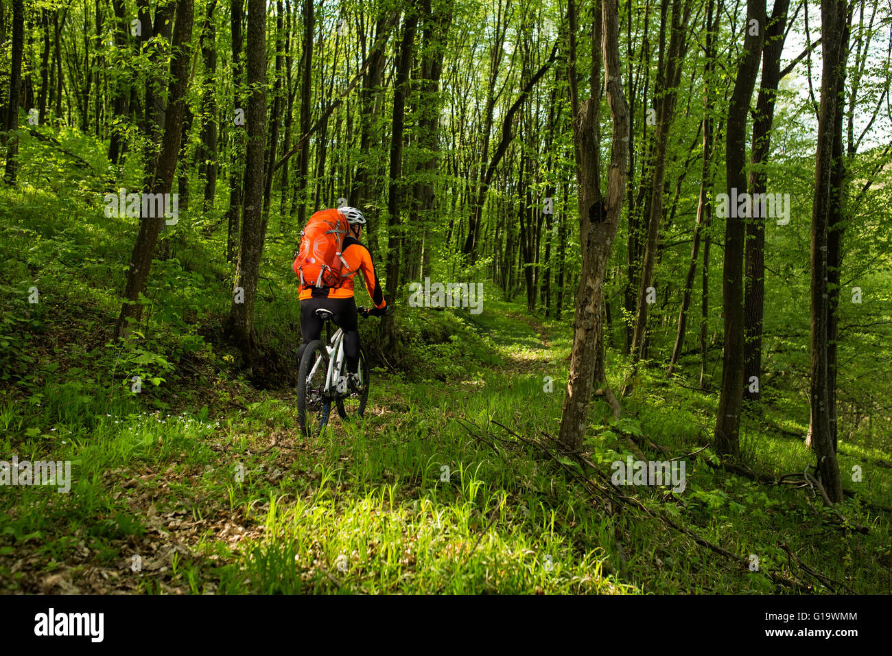 Cyclist Riding the Bike on a Trail in Summer Forest Stock Photo - Alamy