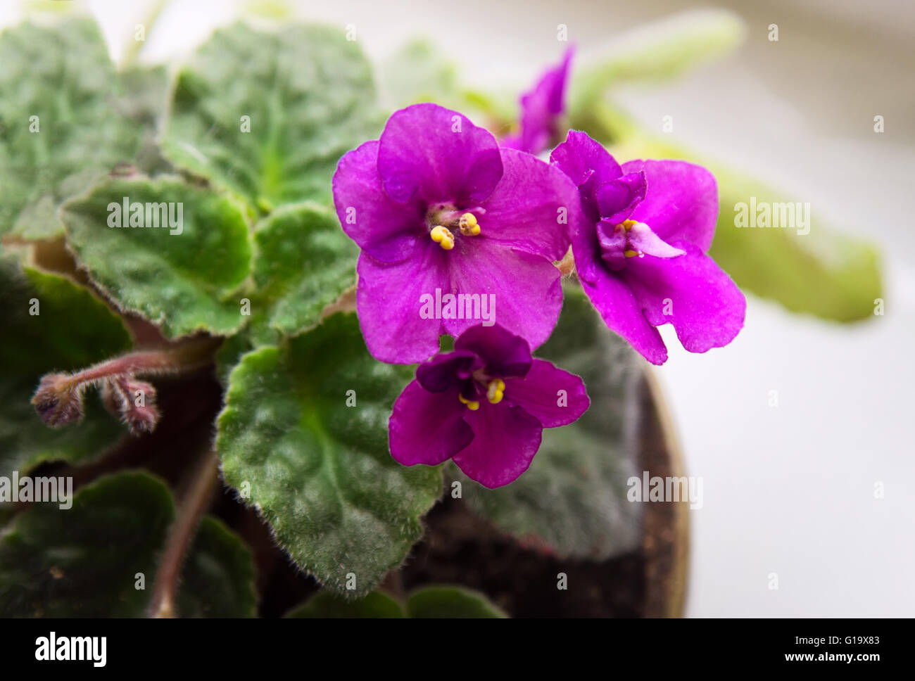 Potted African Violet (Saintpaulia) on window sill, houseplants Stock Photo