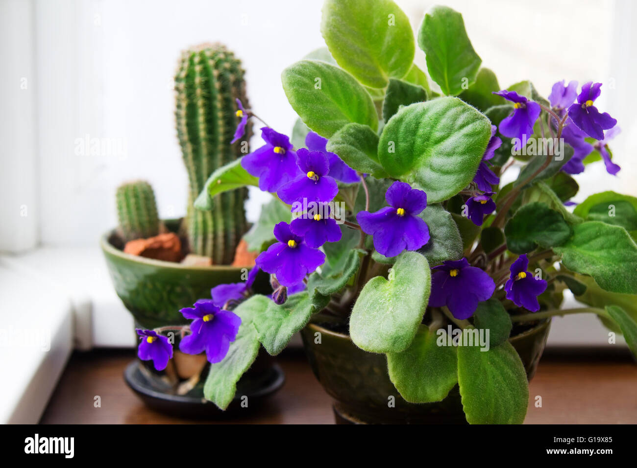 Potted African Violet (Saintpaulia) on the background of cactus, houseplants Stock Photo