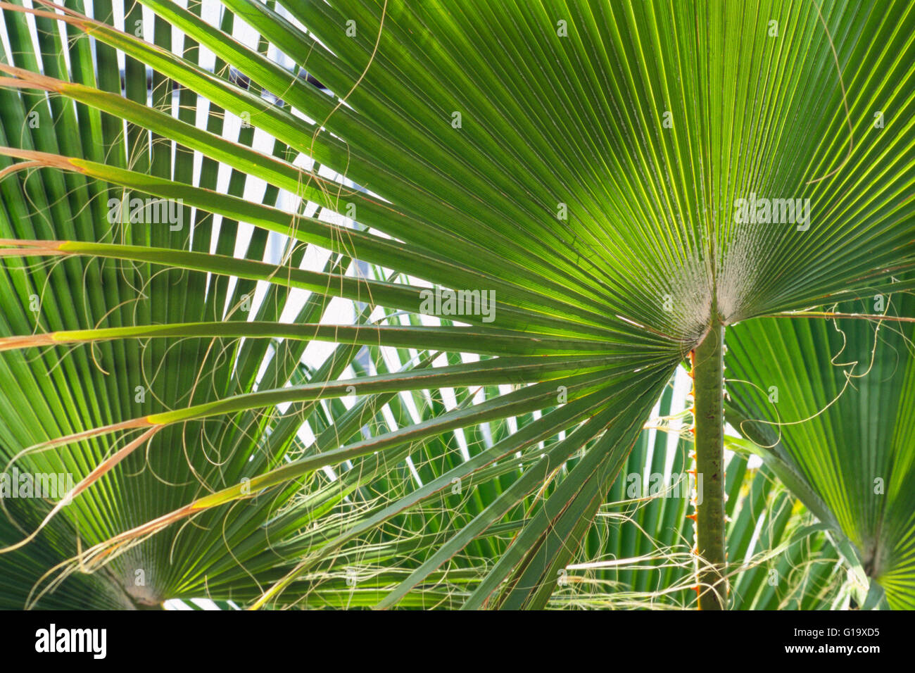 Chinese fan palm livistona chinensis hires stock photography and