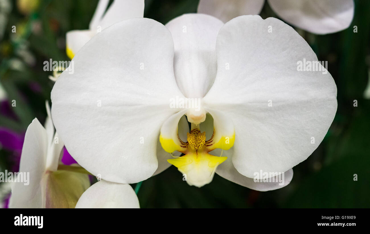 White orchid closeup hi-res stock photography and images - Alamy
