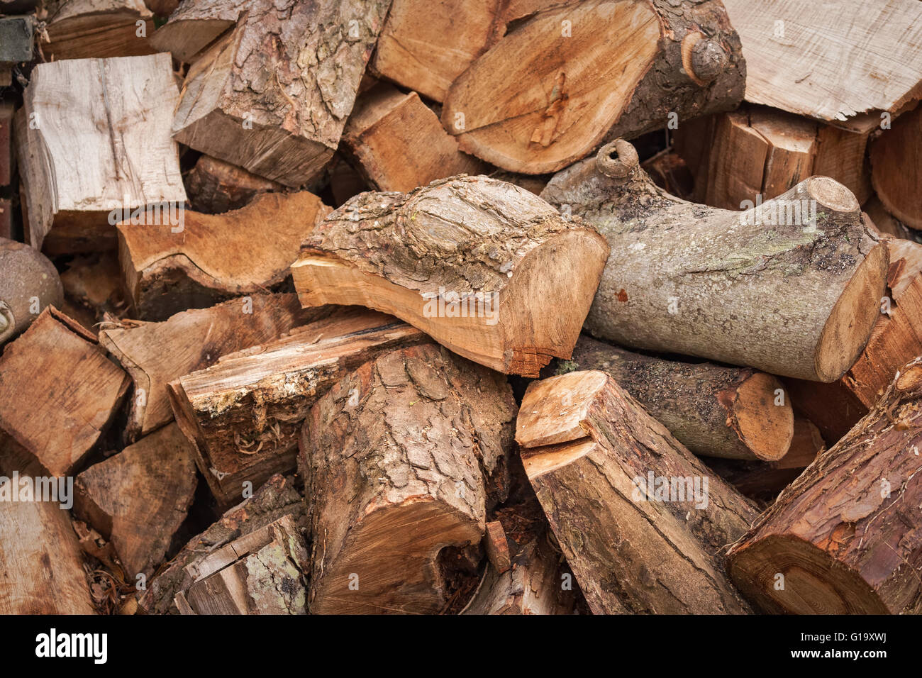 Sycamore tree winter hires stock photography and images Alamy