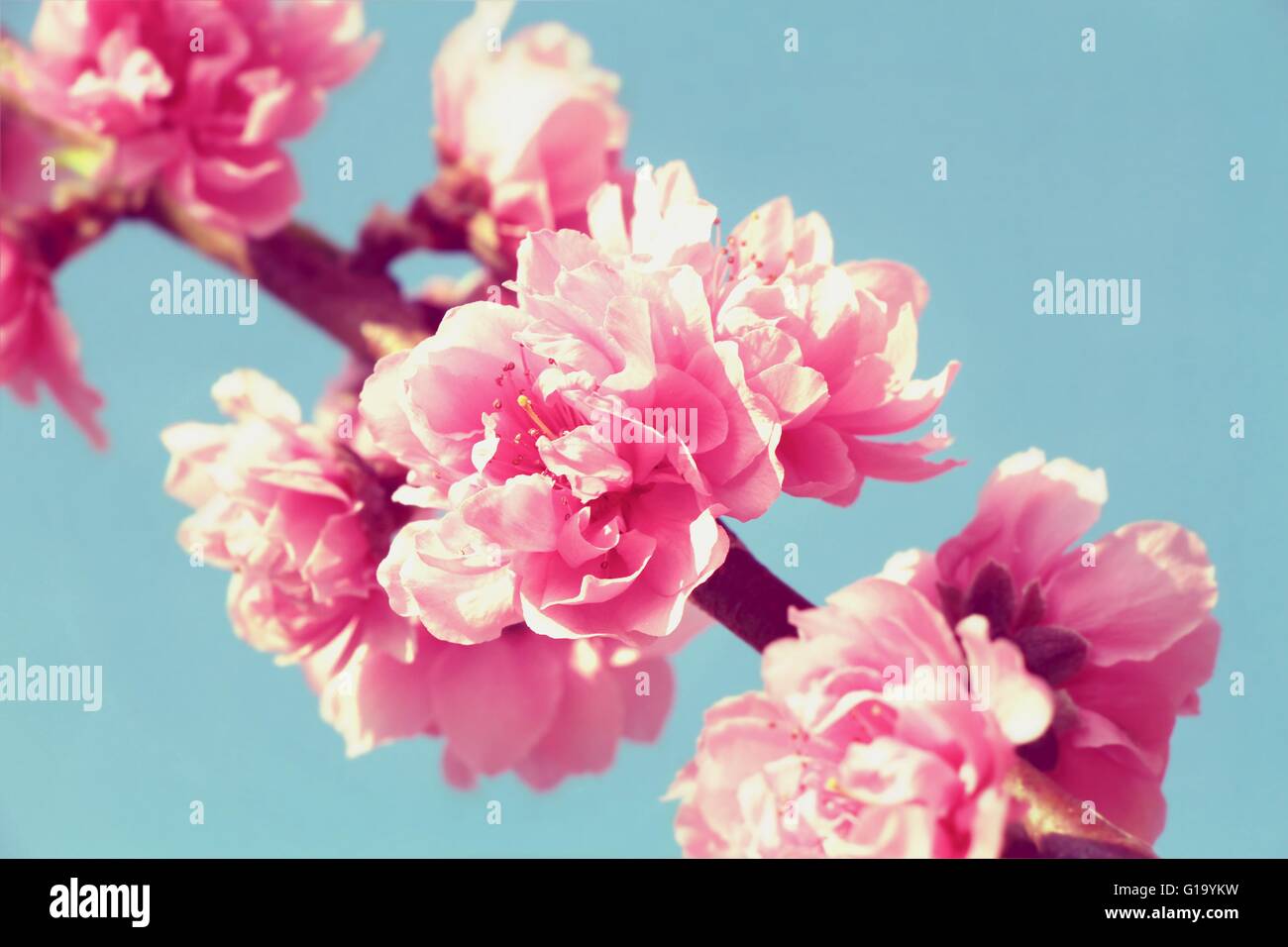 Sakura, Pink cherry Blossom ion blue sky background Stock Photo