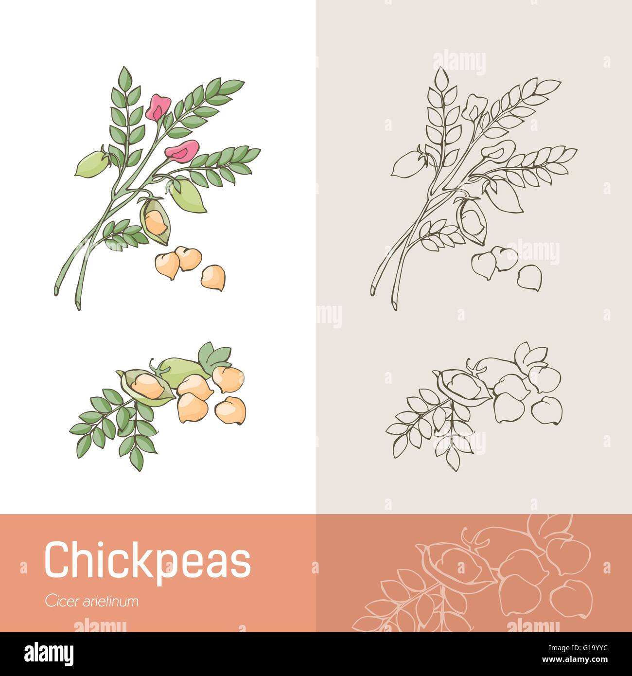 Hand drawn chickpeas with plant, beans and flower Stock Vector