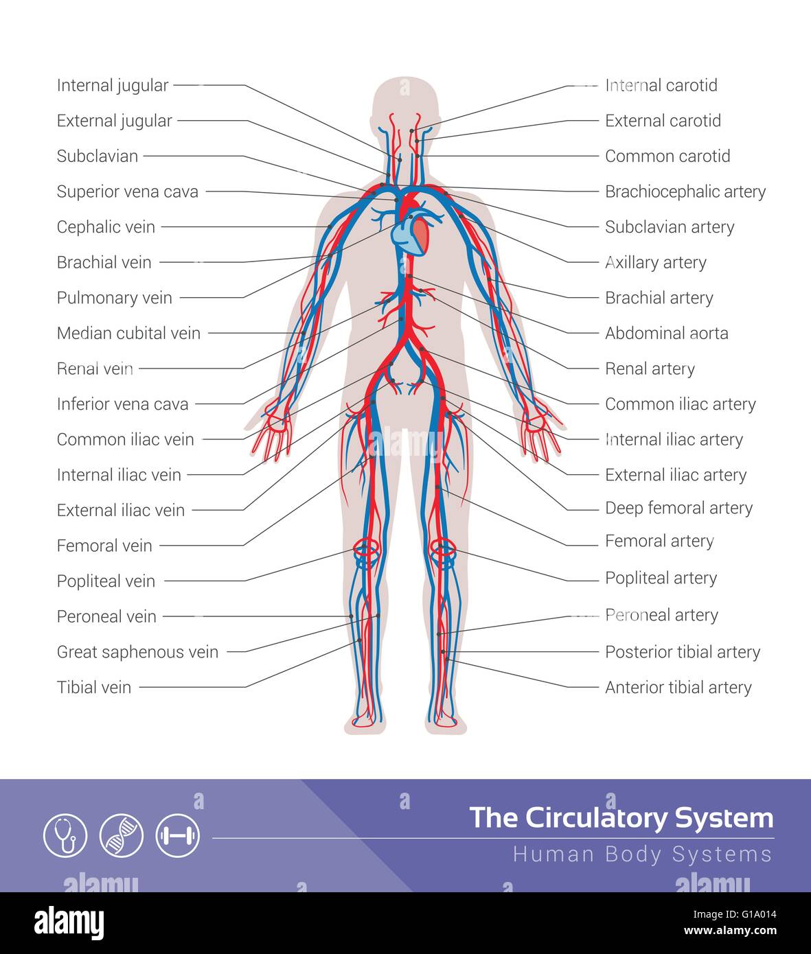The circulatory or cardiovascular human body system medical illustration Stock Vector