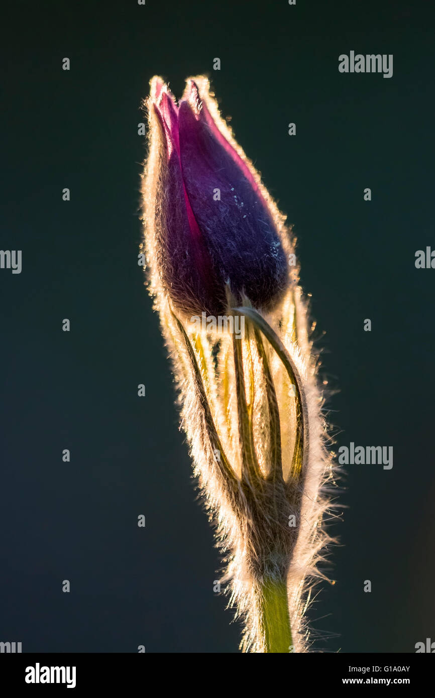 Eastern pasqueflower (Pulsatilla patens) Stock Photo