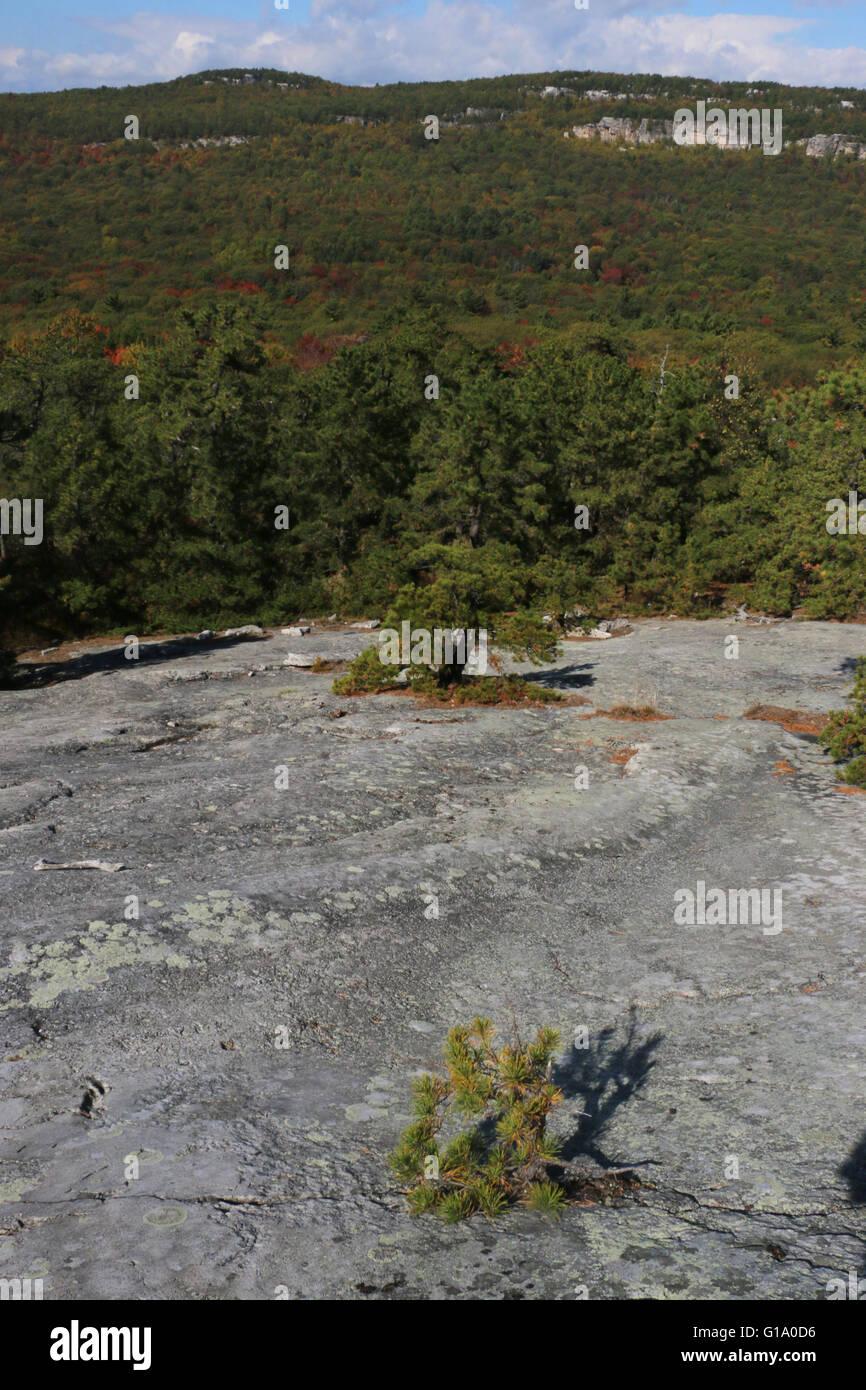 Tree and cliffs Shawangunk Mountains, The Gunks New York A Stock Photo