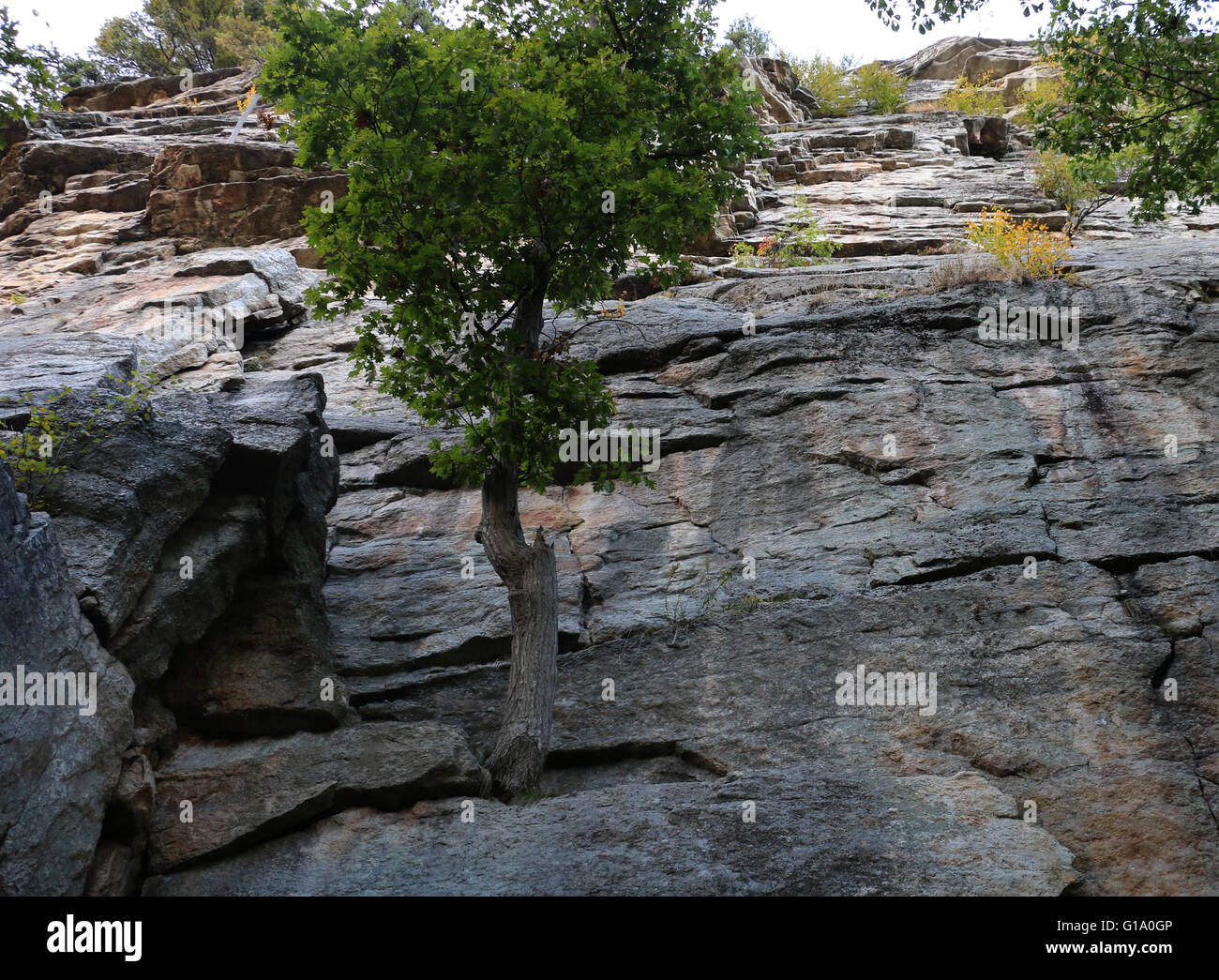 Tree and cliffs Shawangunk Mountains, The Gunks New York Stock Photo