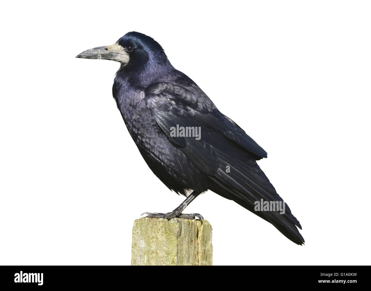 Rook - Corvus frugilegus Stock Photo