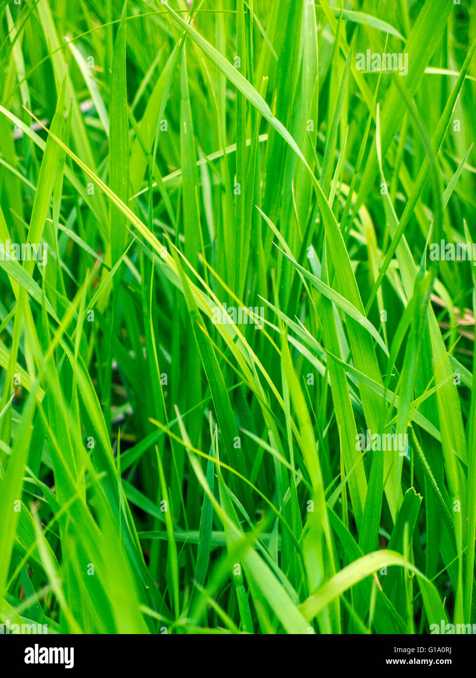 Green grass background/ green grass closeup Stock Photo - Alamy