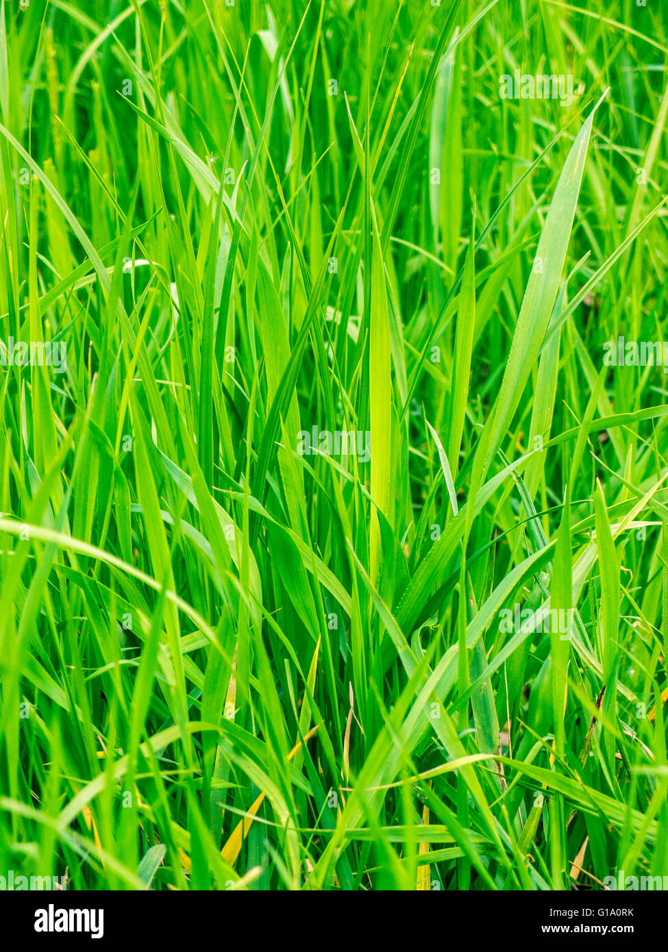 Green grass background hi-res stock photography and images - Alamy