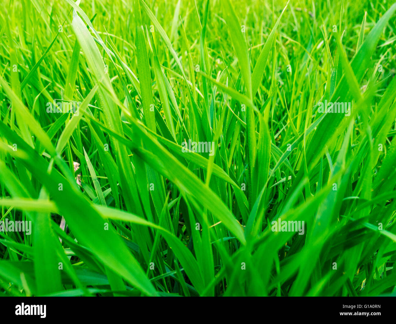 Green grass background/ green grass closeup Stock Photo - Alamy