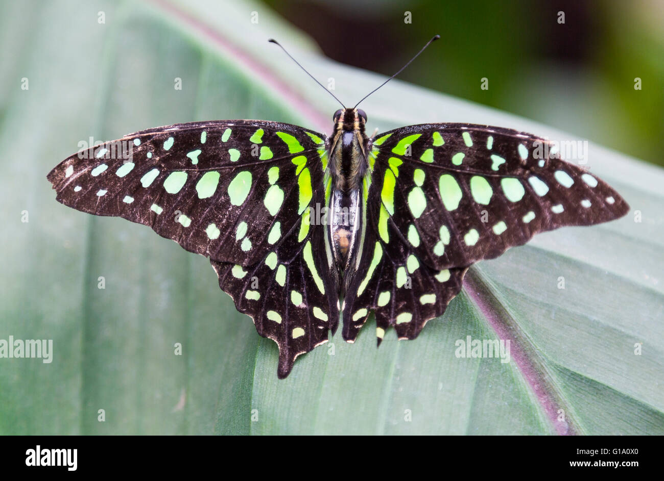 Butterflies at the Natural History Museum Stock Photo Alamy