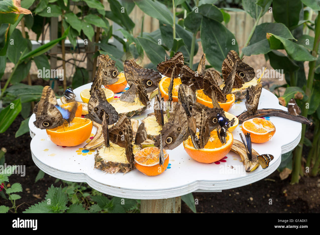 Butterflies at the Natural History Museum Stock Photo Alamy