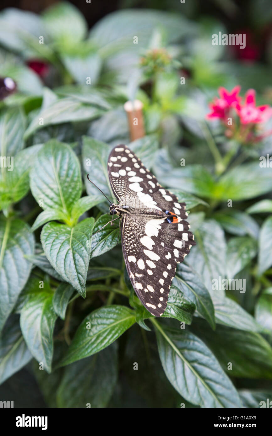 Butterflies at the Natural History Museum Stock Photo Alamy