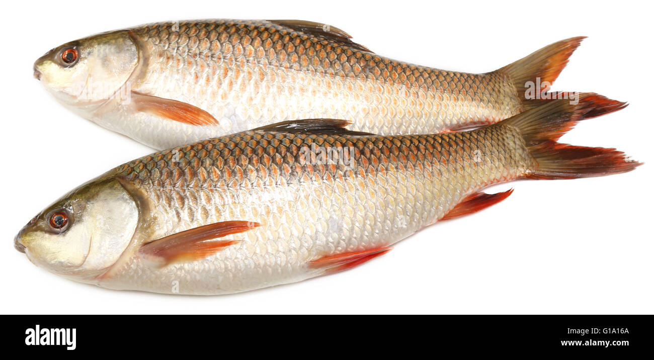 Rui fish bangladesh hires stock photography and images Alamy