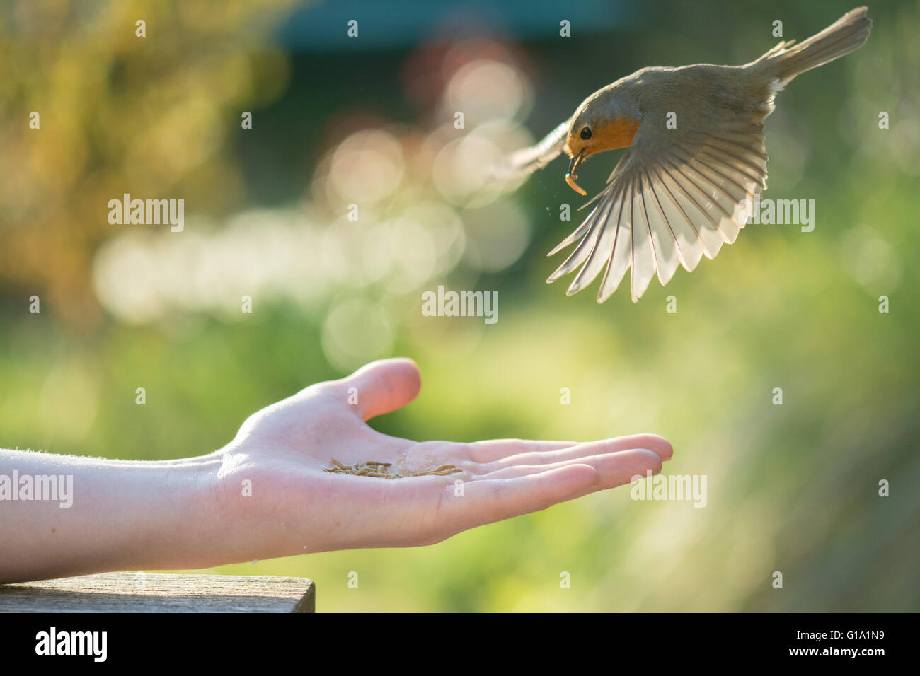 A European robin flying down to a young man's hand to collect mealworms to feed to its young in spring - Scotland, UK Stock Photo